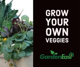 Grow Your Own Veggies