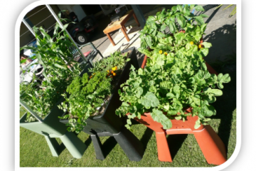 Garden Easi Planter Box Veggies Growing Results