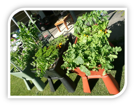 Garden Easi Planter Box Veggies Growing Results