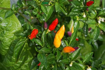 Garden Easi Planter Box Garden BedCU Chillies